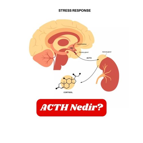 acth-nedir
