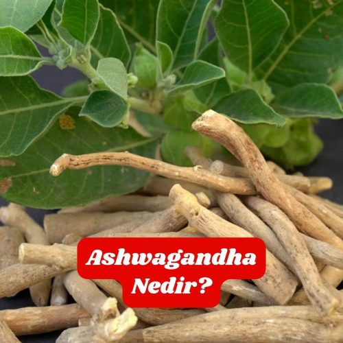 ashwagandha-nedir ashwagandha-nedir